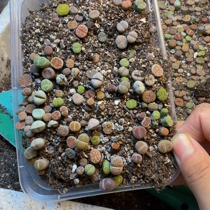 多肉植物的生长发育34