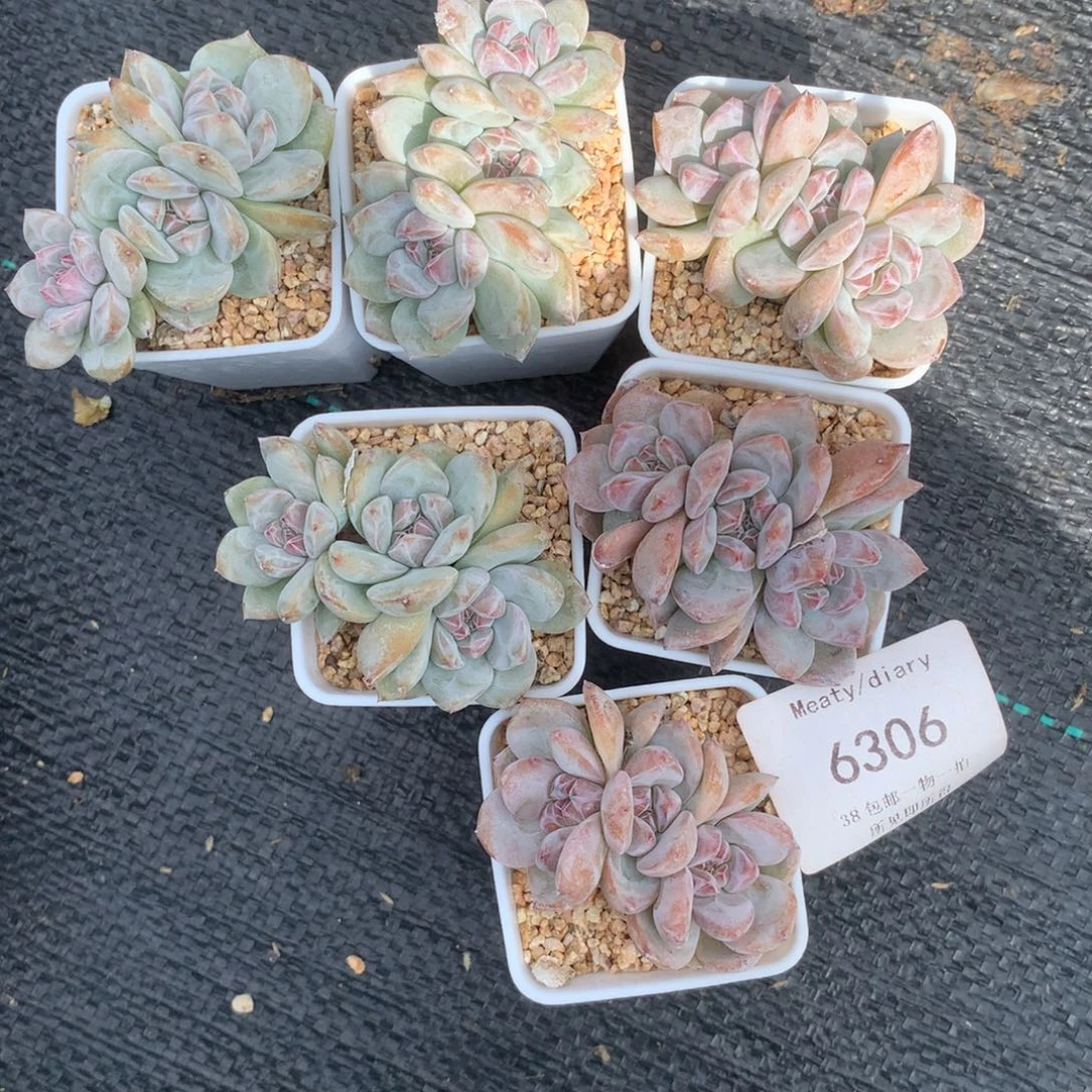 不***°6306六颗星影带盆包邮