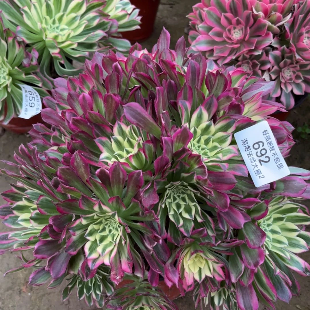 692天合多肉植物法师