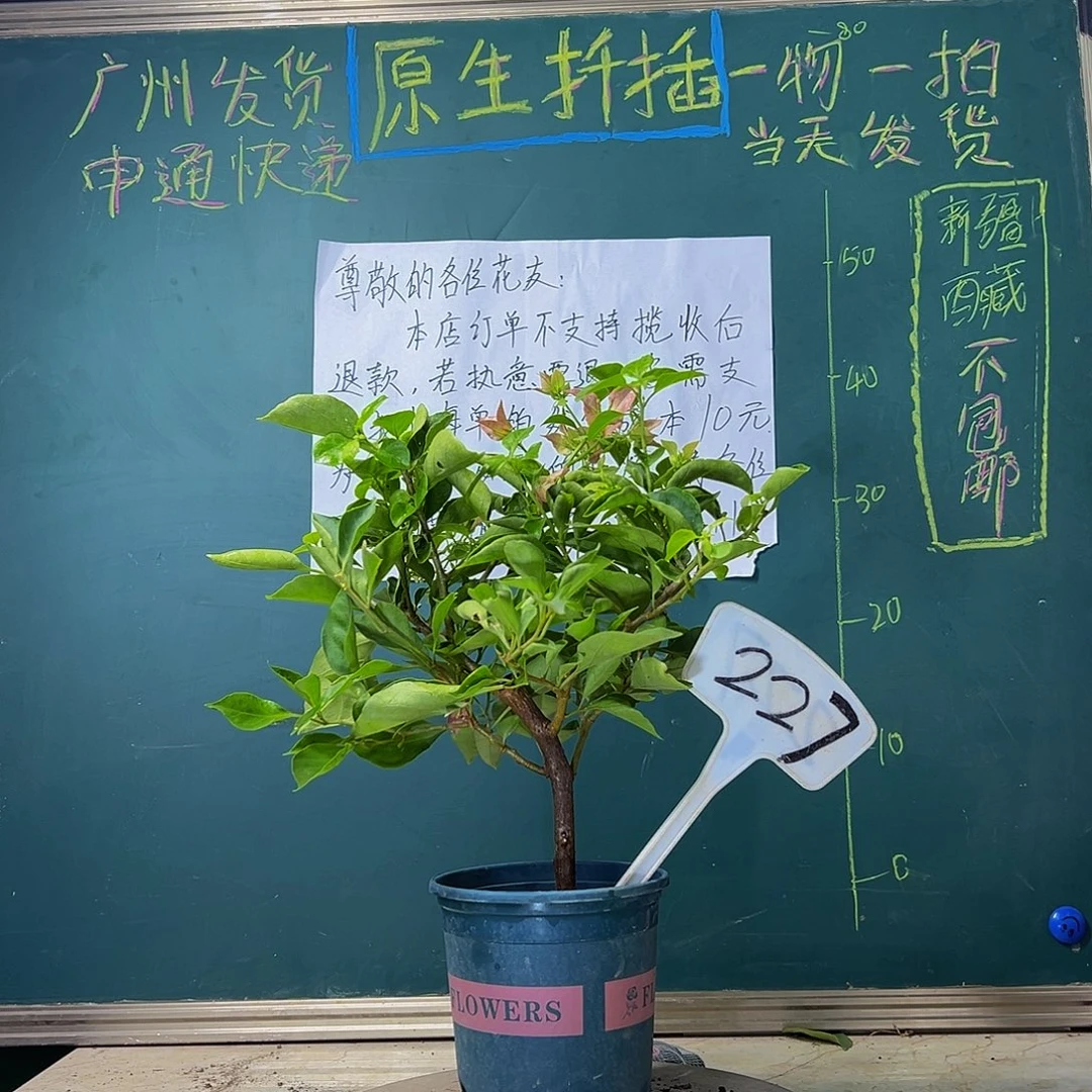 当前无花栽培后可以开花 佩德罗 227
