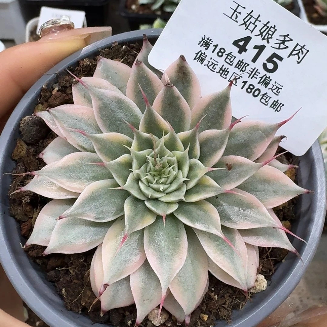 银星锦清货不寄养415