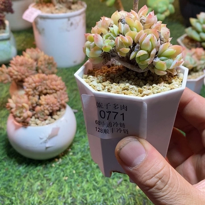 0771啊啊啊啊啊啊啊啊啊