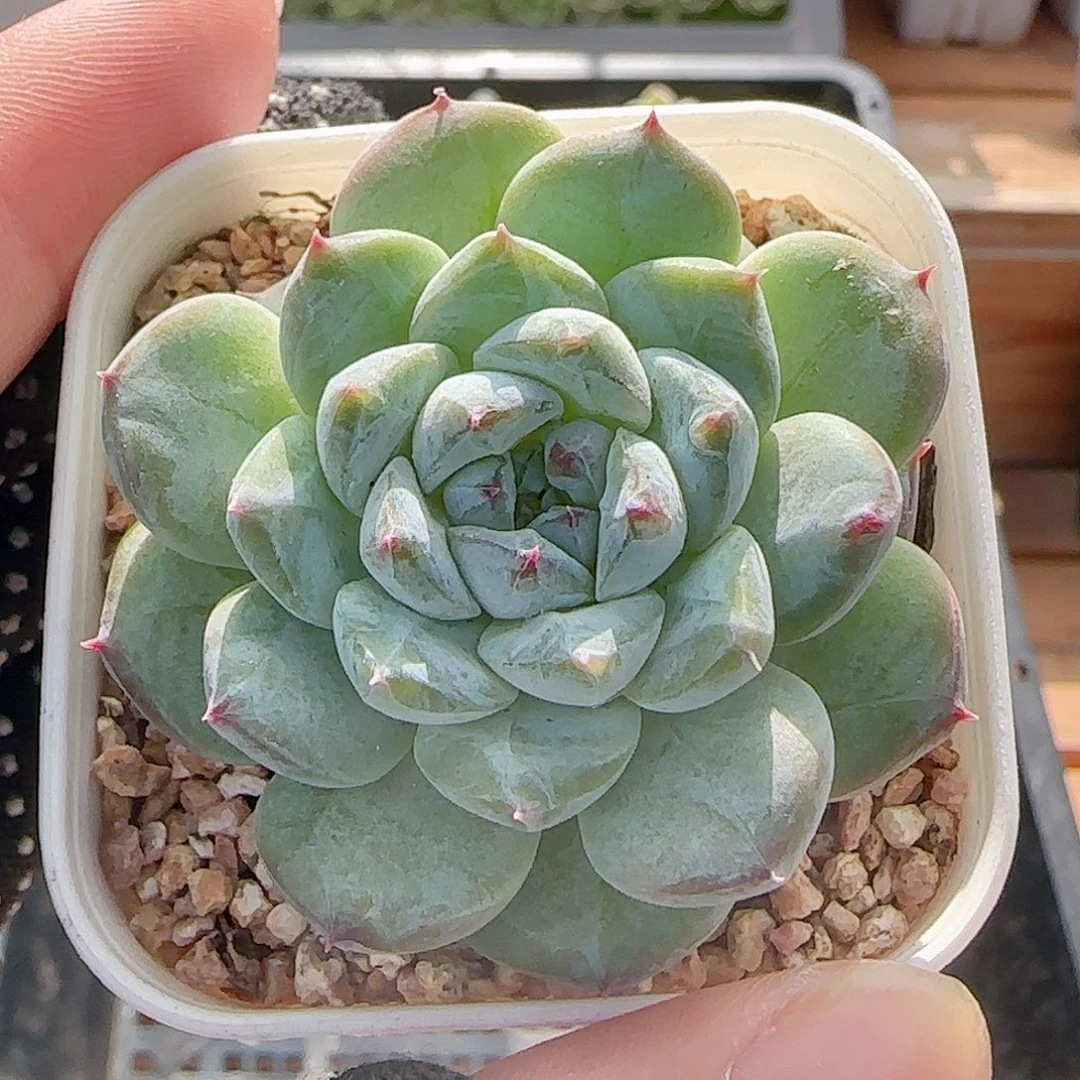 多肉0801-115糖心糖心