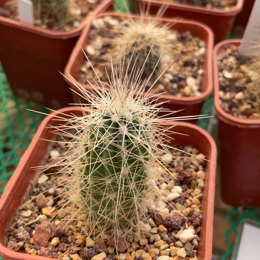 鹿角柱实生仙人球红花黄刺虾