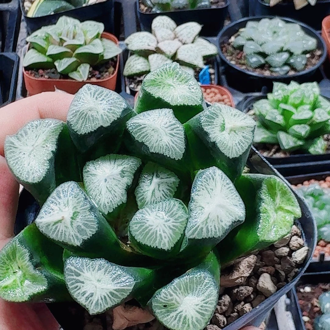 无花朵十二卷 白妙 母本新粉福利