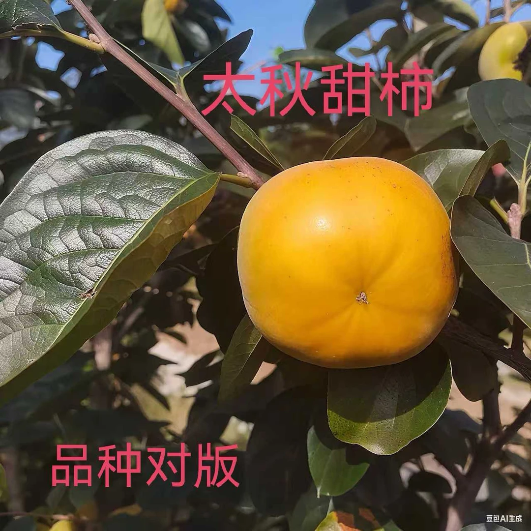 太秋甜柿嫁接苗,盆栽地栽耐旱耐寒果树苗,品种纯正,根系发达。