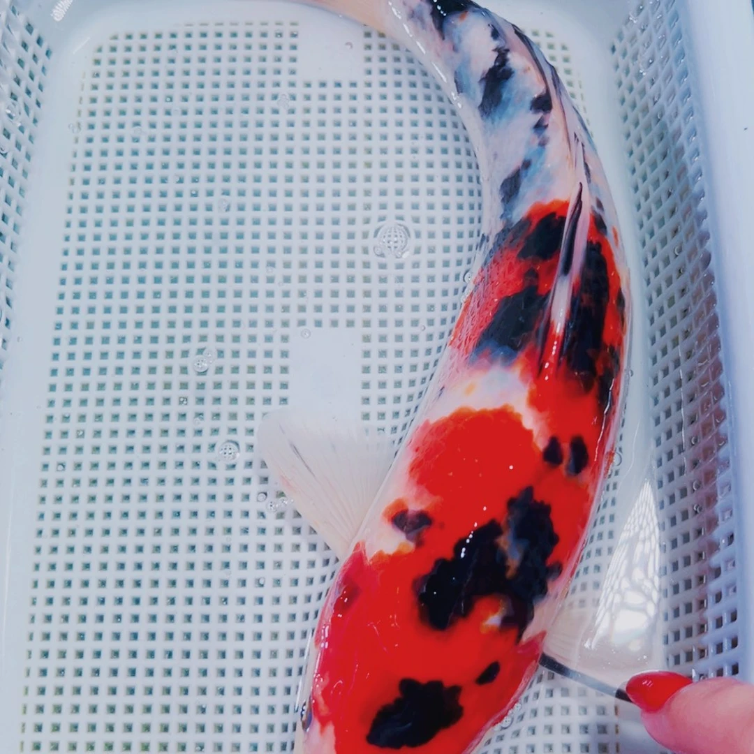 海水鱼锦鲤冷水143