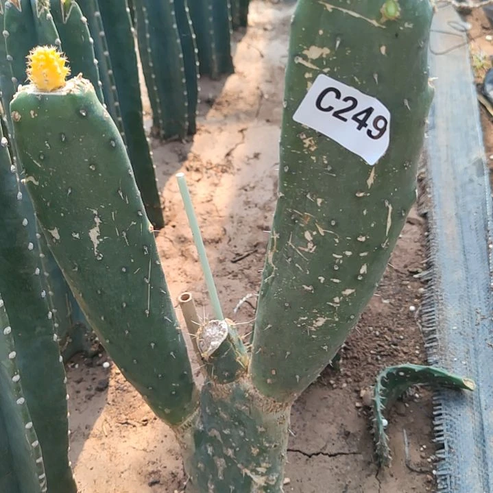 小*露仙人掌嫁太郎，九尾一齐发249