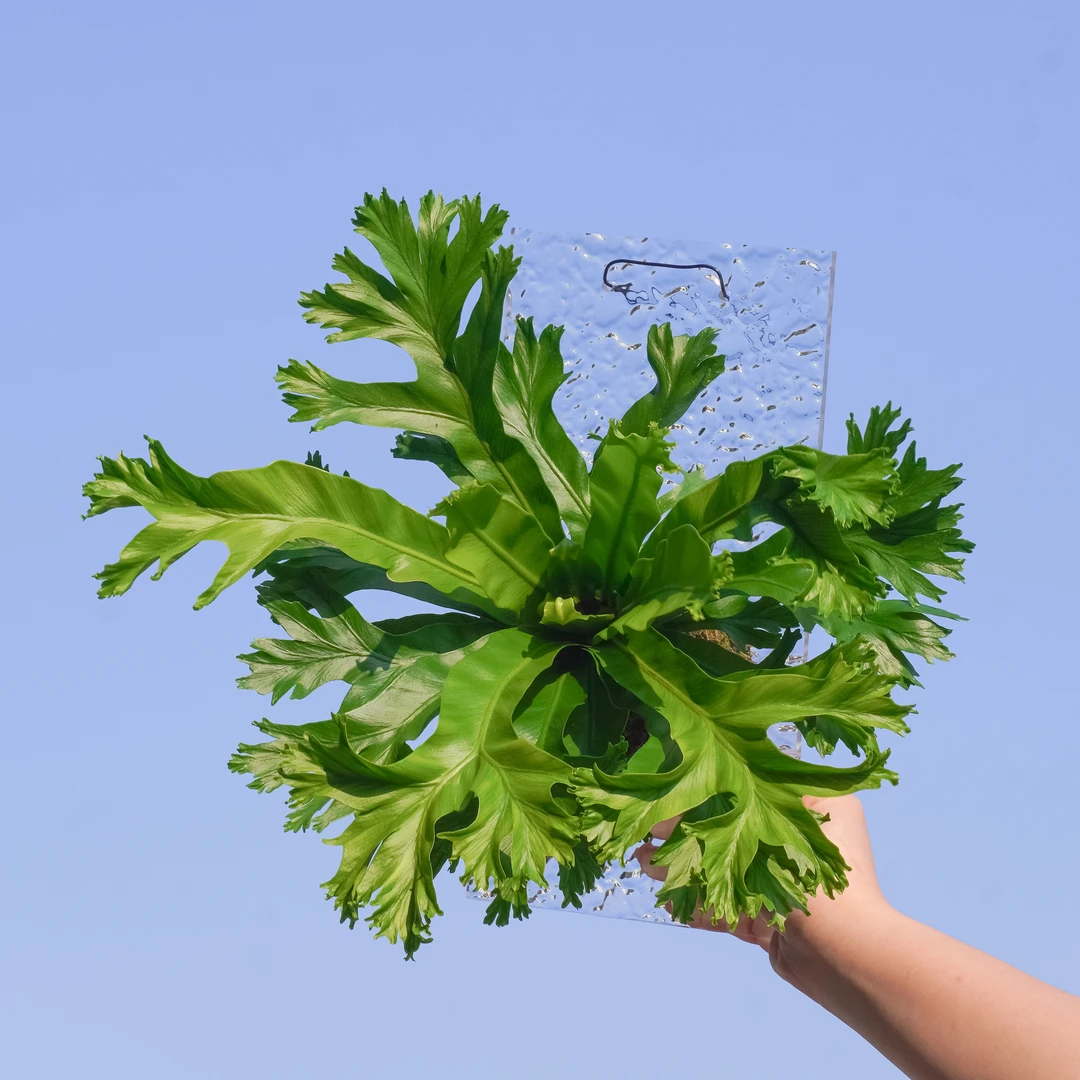 【板植】苔藓球系列鹿角鸟巢蕨板植挂板挂墙绿植蕨类植物水培垂吊