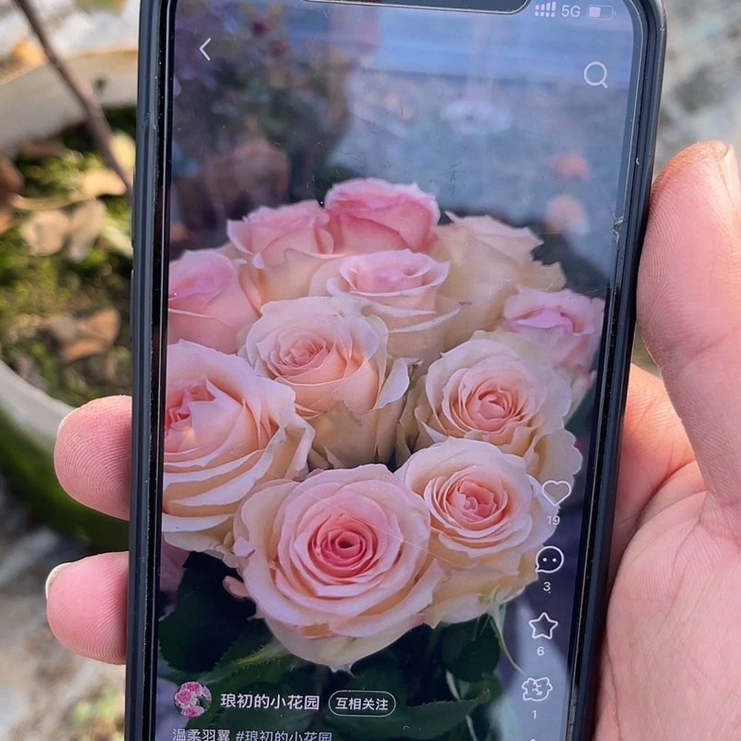 无花朵——-温柔羽翼 福利款