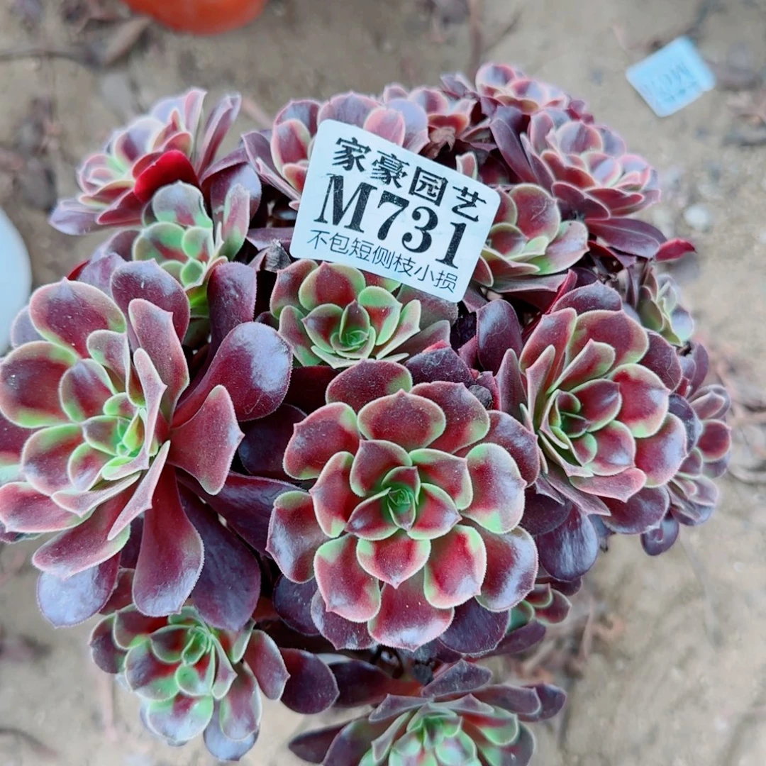 欧嘉丽发师731冠幅18