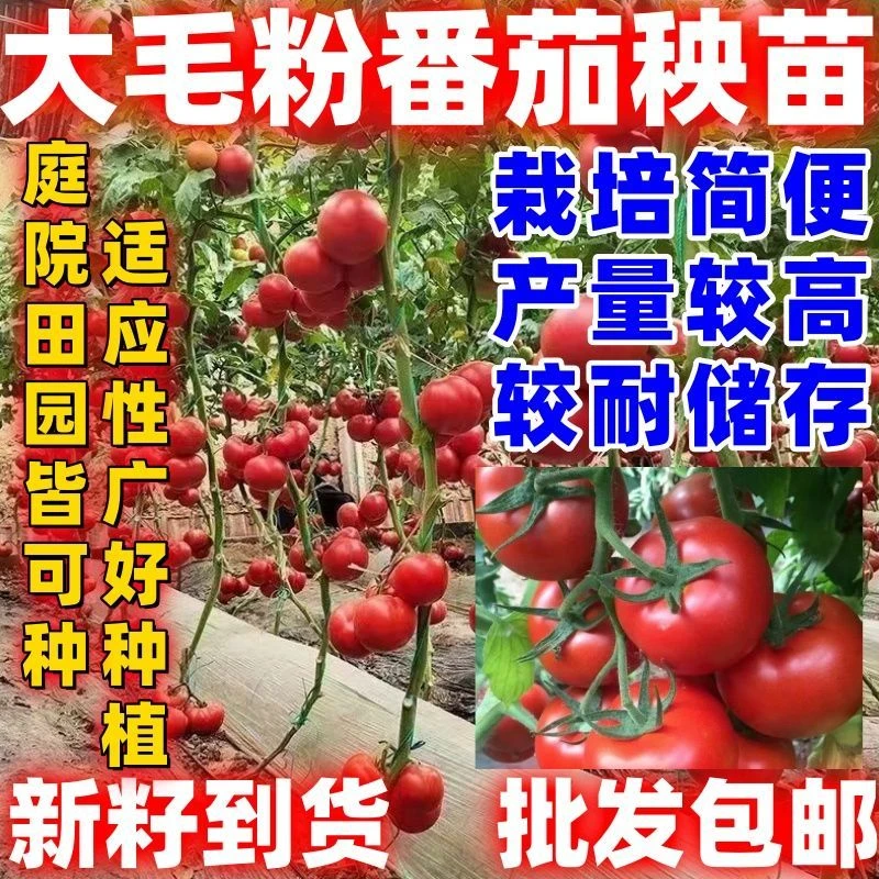 老品种番茄苗秧苗沙瓤西红柿苗毛粉柿子苗四季种植阳台盆栽蔬菜苗