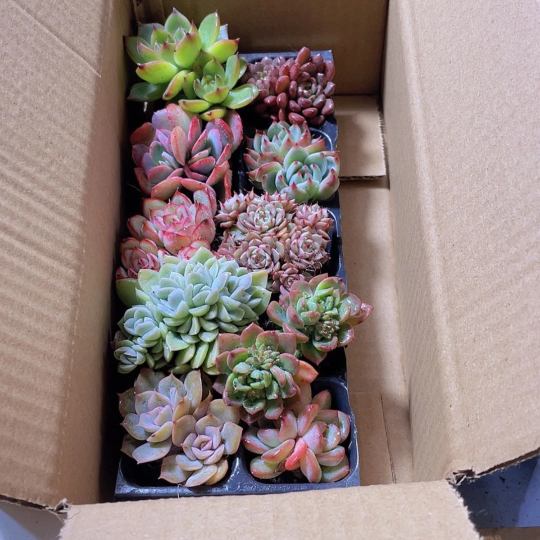 【闪购商品】10颗-3