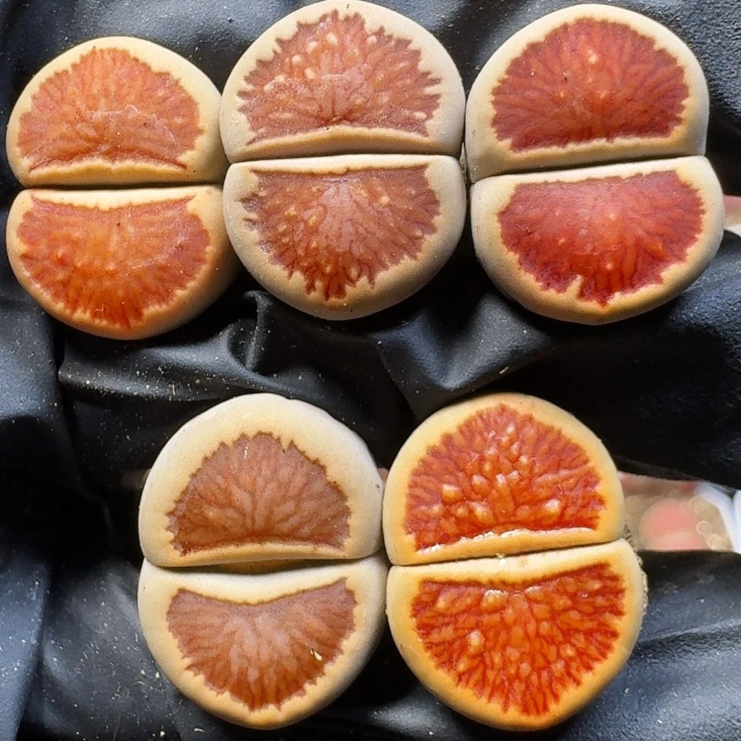 生石花11111。 285