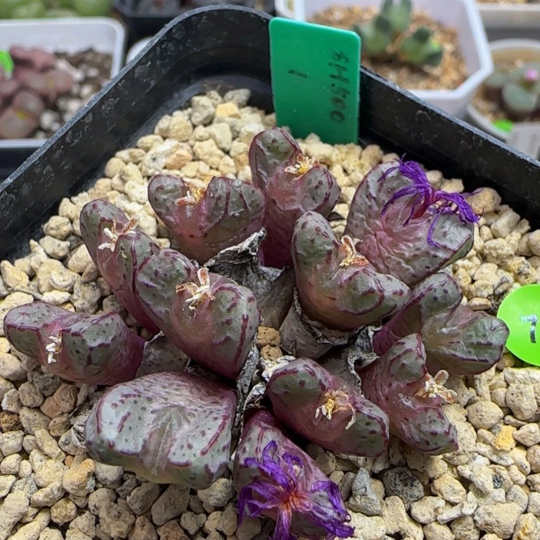 sh500漂亮多肉植物75