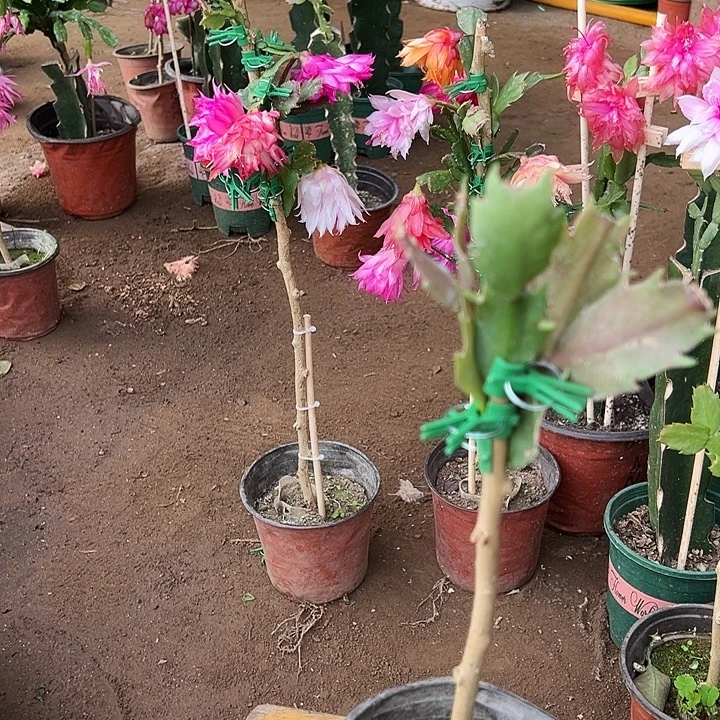 從***Y预订矮的叶仙嫁接一层两个点038和083送花肥