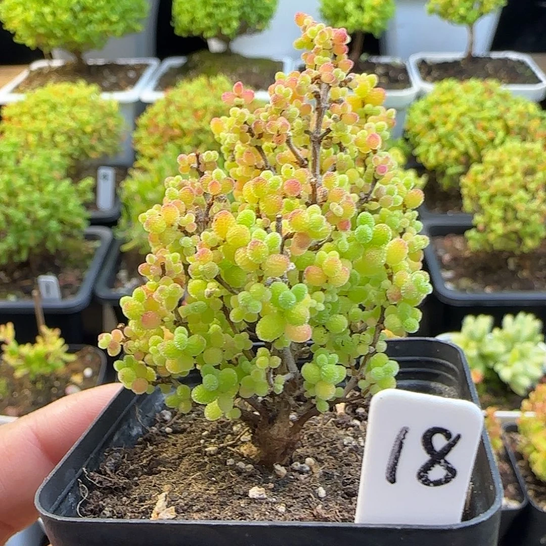 蜜橘糖球一物一拍