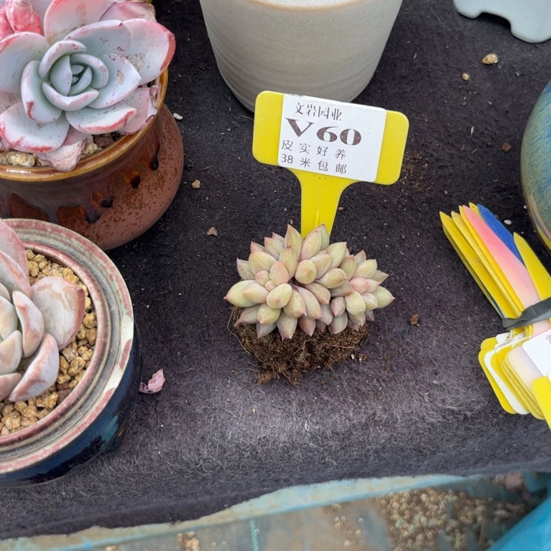 橙**贝多肉植物111111