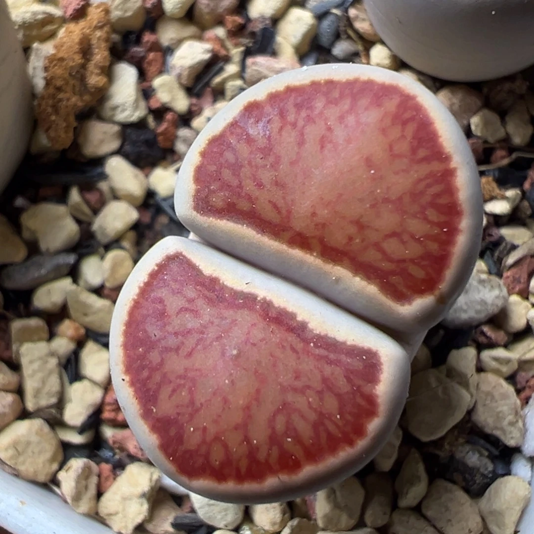 岛田红窗菊母本一物一拍