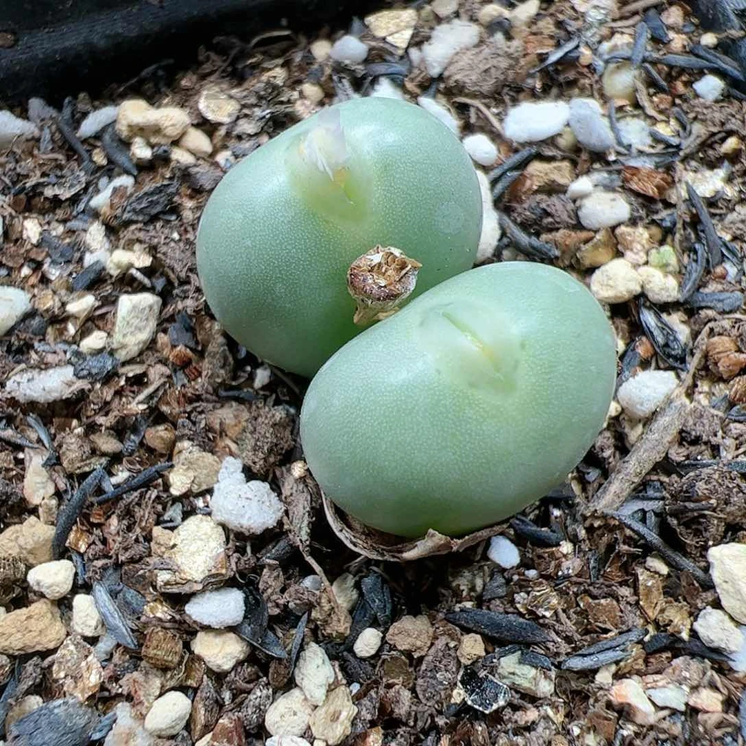 【闪购商品】243 嘟嘴小拳拳