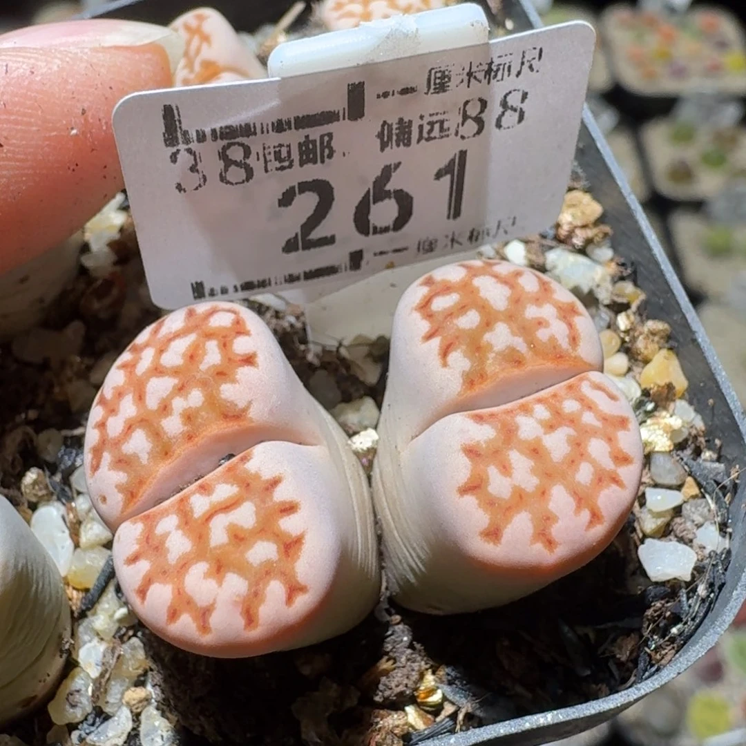 Sssss清仓便宜了261