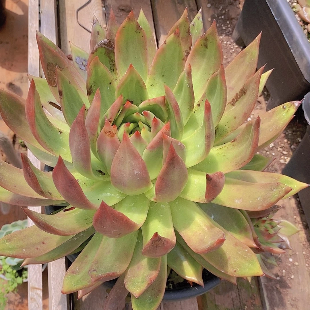 多肉植物有伤不售后