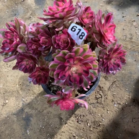 618法师多肉植物倾城