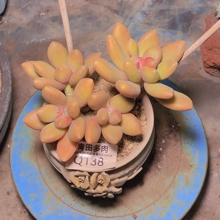 小鹿多肉一物一拍138