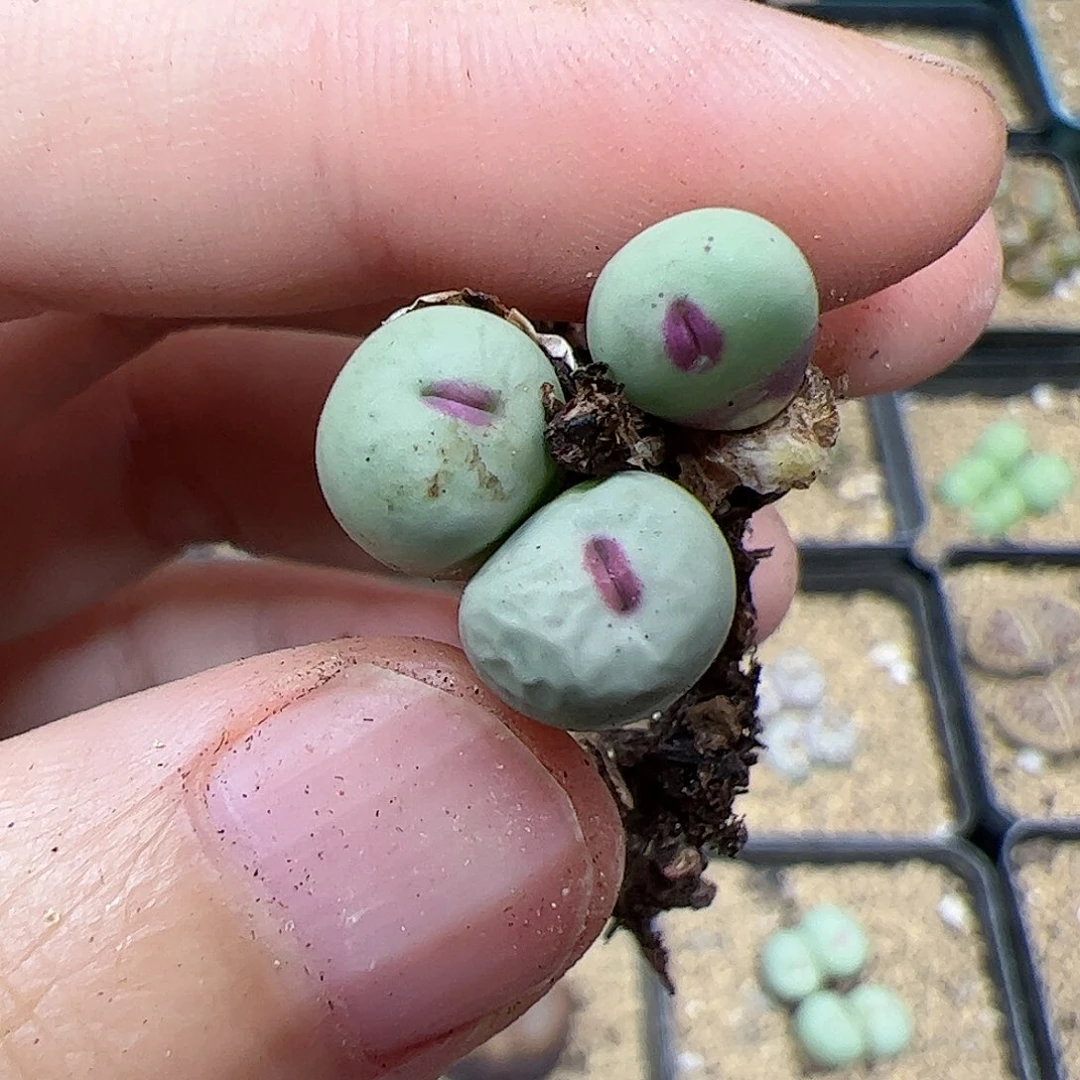 【闪购商品】1 秒 福利