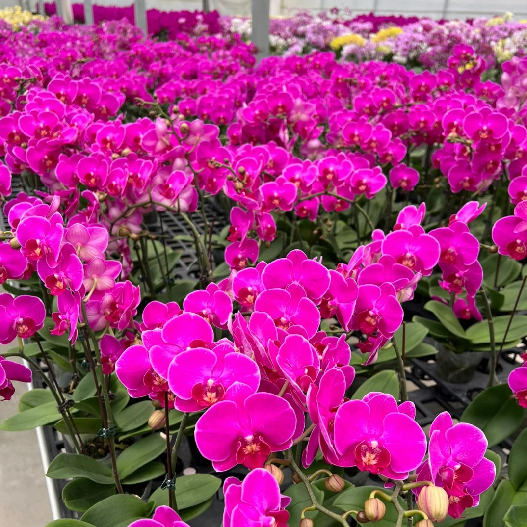 蝴蝶兰红豆杉 3.0寸带花带花苞