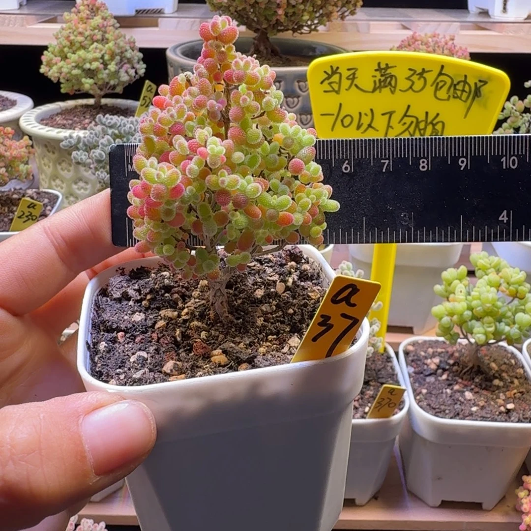 a37号圣诞树橘子糖冠服5厘米左右