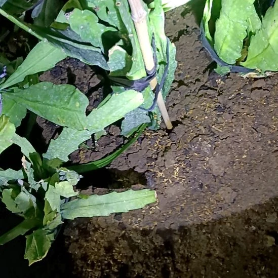 w***h完全开放令箭何花206号