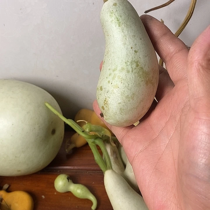 雾***i青皮腰子葫芦手把件