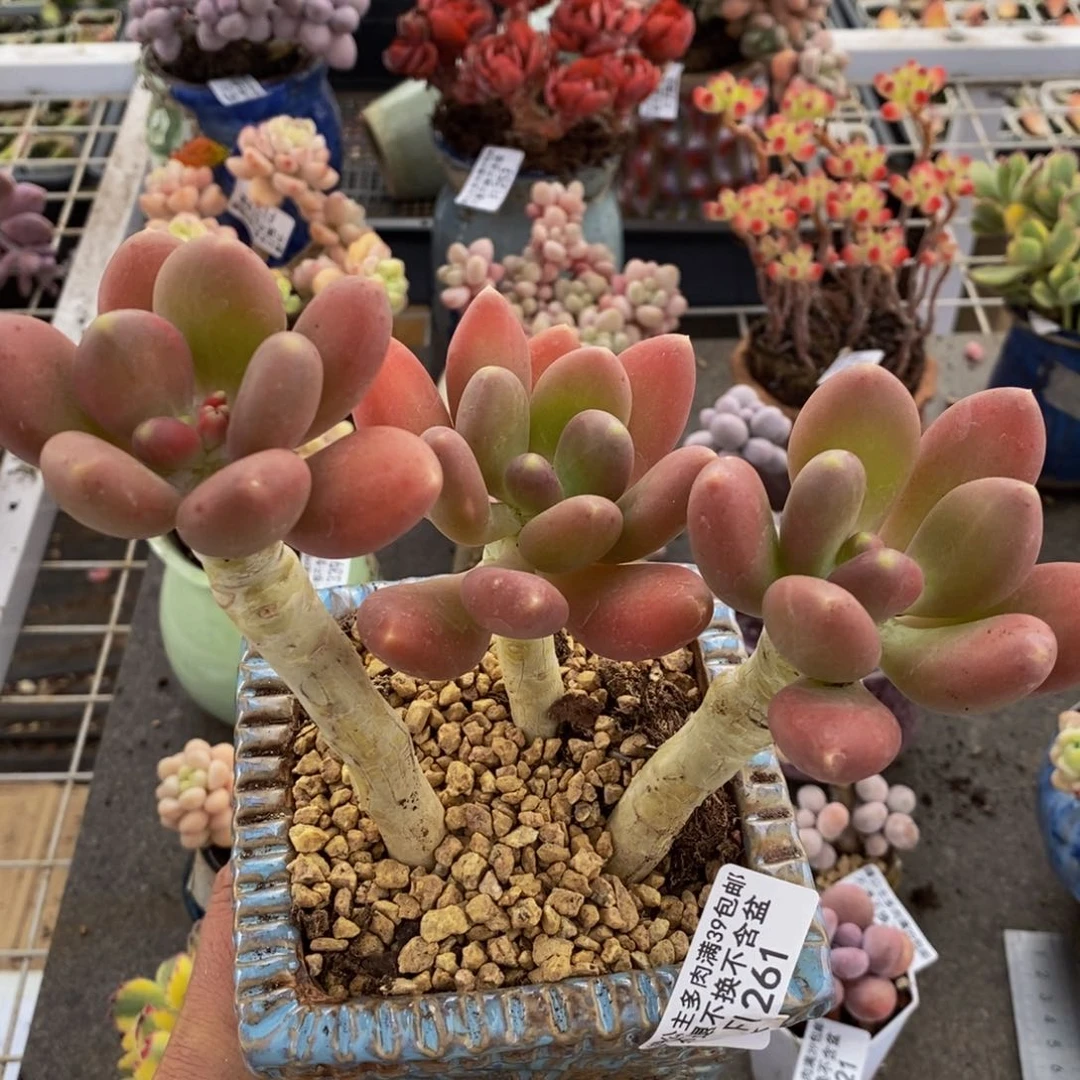 金蟾261/12cm的肉