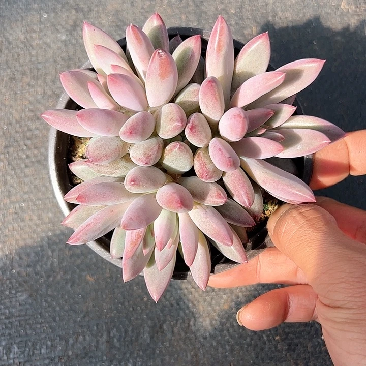 【闪购商品】虞美人