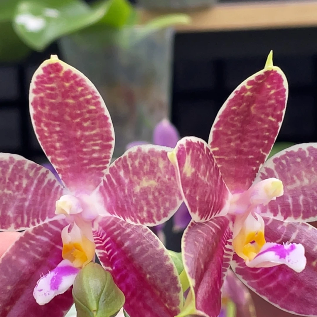 大部分开放少量花苞虎豹，香