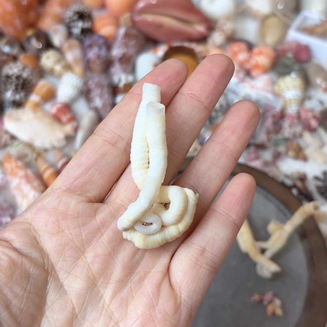 墨***店天然海螺标本福利