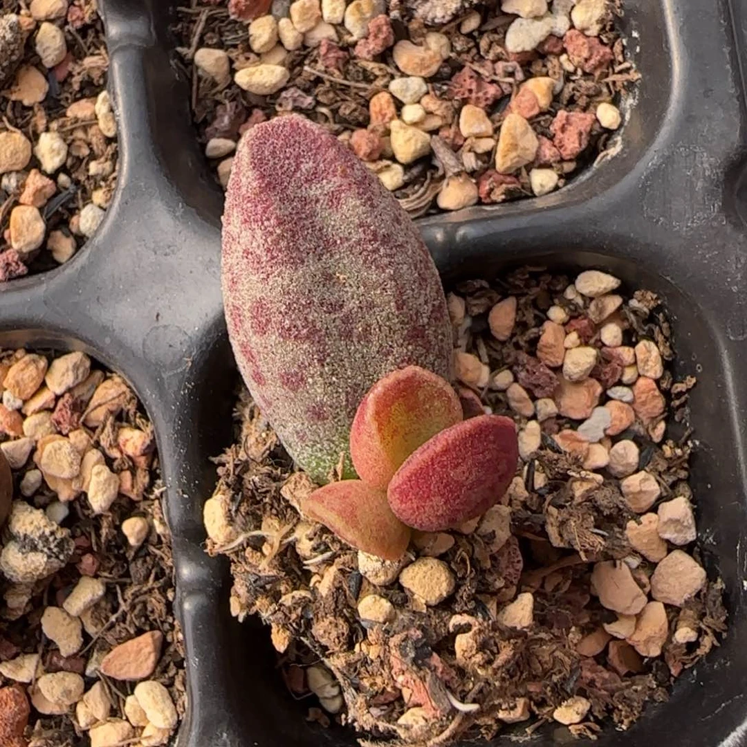 艾薇水泡多肉植物