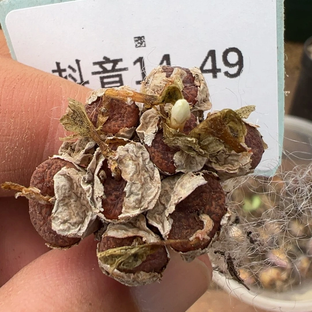 14-49肉锥多肉植物