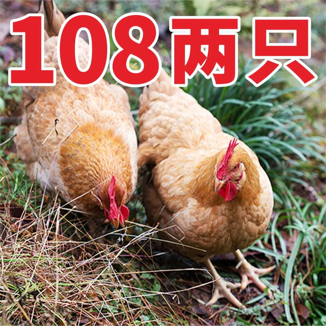 【珠三角活发】 广宁竹林鸡 农场放养150天（6-6.5斤-2只装）