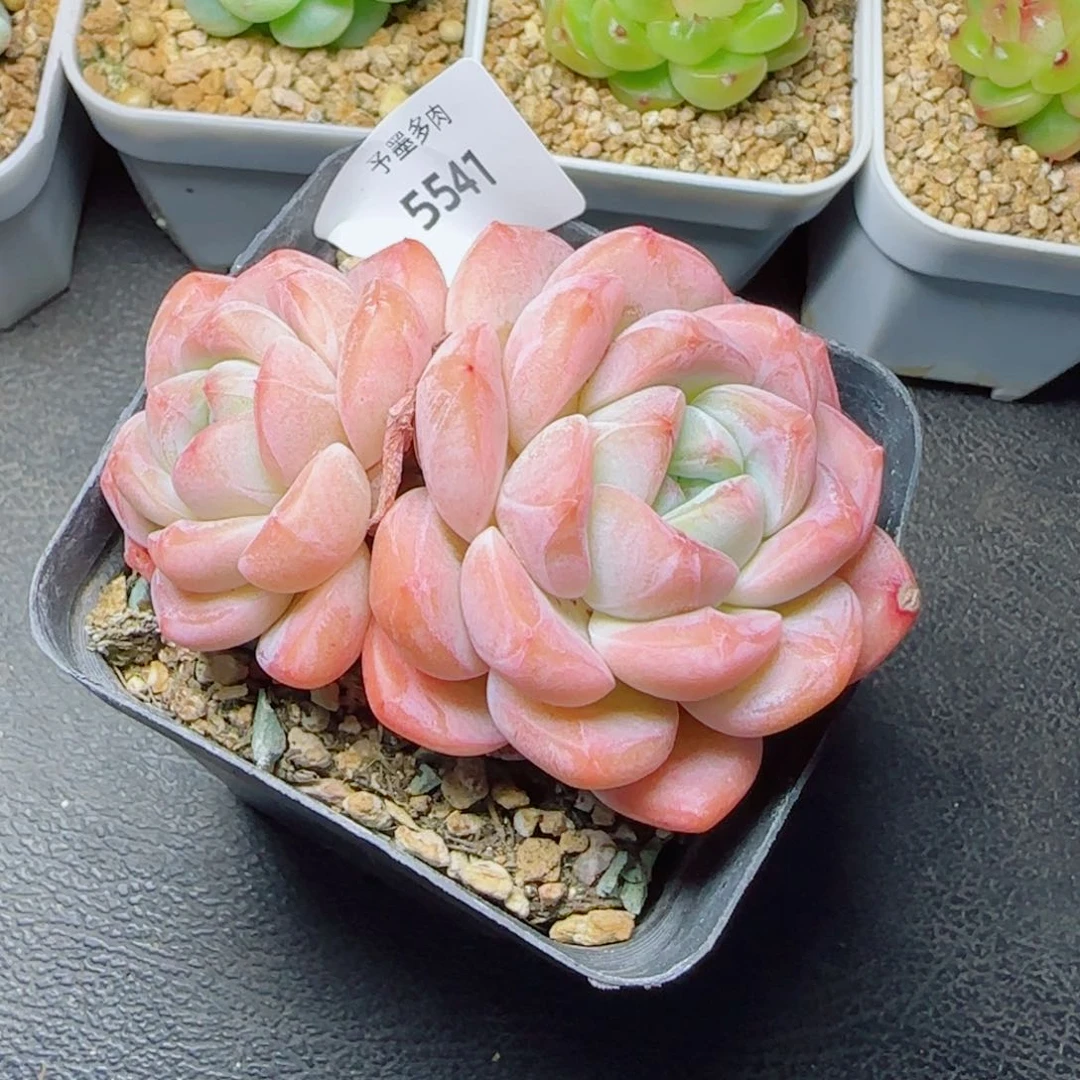 厚梦无砍，5541多肉植物