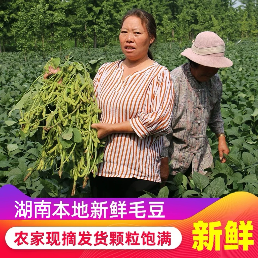 本地新鲜毛豆现摘