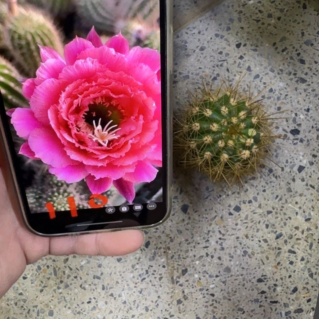 222毛110歪无根侧牙5公分左右，20包邮