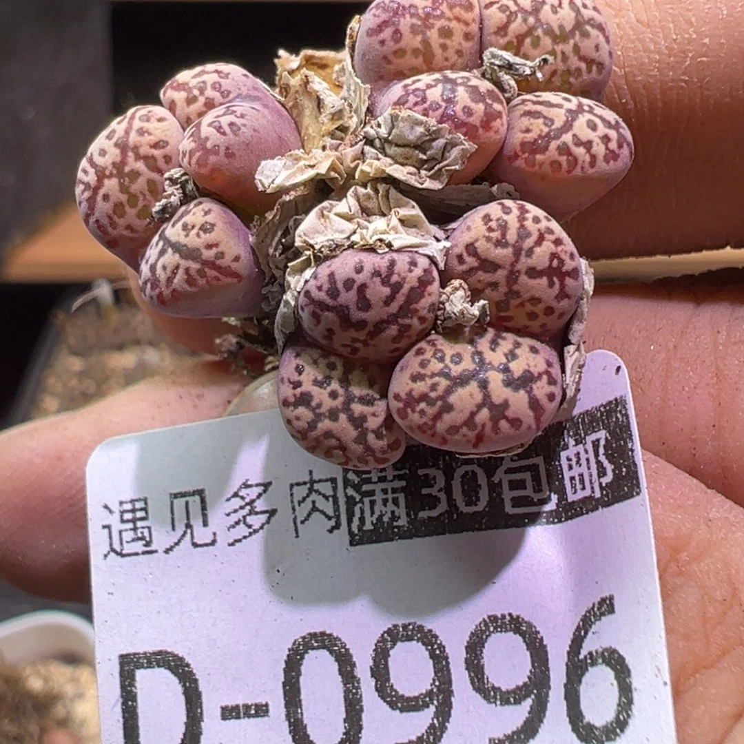 多肉植物111111111111