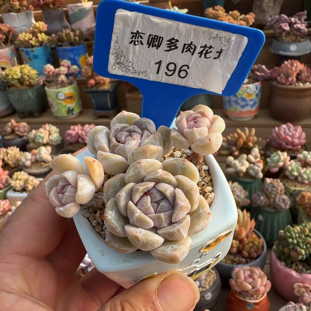 196汉堡老桩4头有腿0000