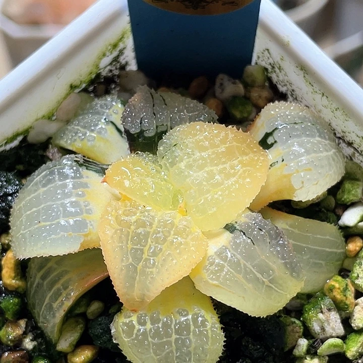 507天空之镜锦一物