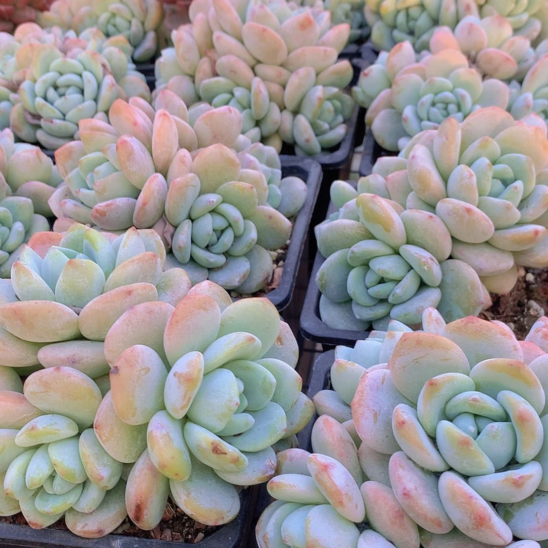 老庄冷香大群345356788999