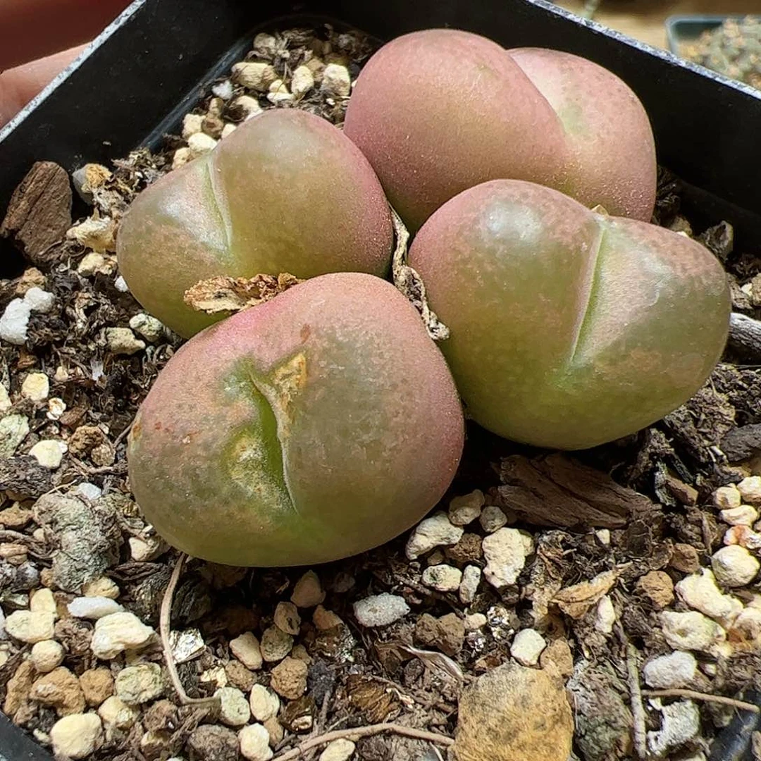 【闪购商品】270 福利吕