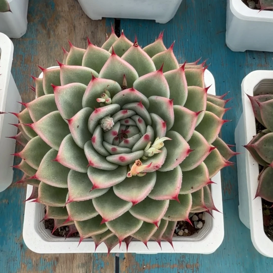 新年快乐，平安健康，11