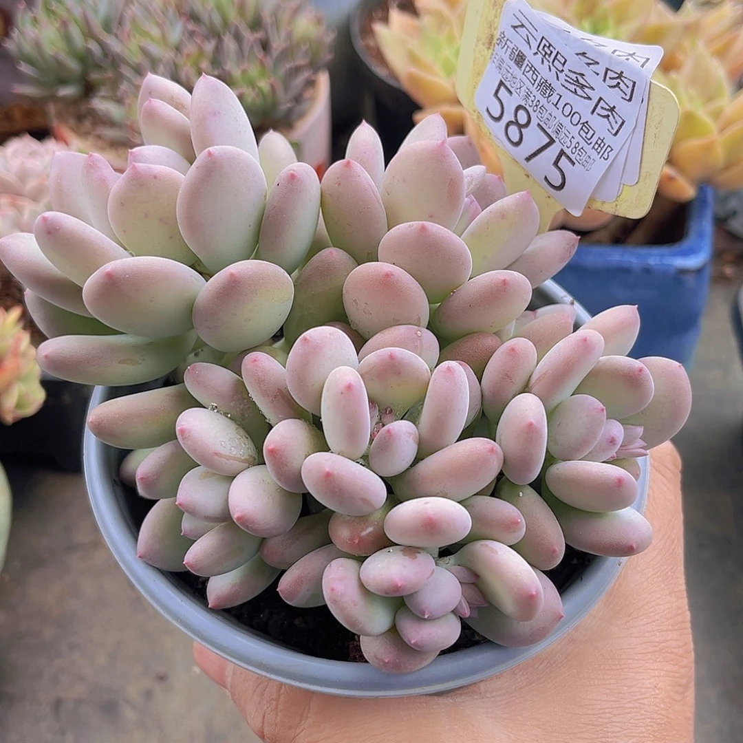 5875三日月美人。